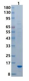 SDS-PAGE (TNFSF4-142H).jpg